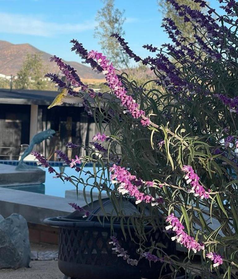 Finca Cazosa Valle de Guadalupe Exteriér fotografie